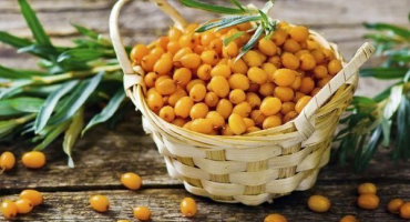 Jak správně vštípit samici rakytníku samci, načasování a metody